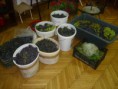 /album/szureti-mulatsag-es-mestersegek-unnepe/img-1399-jpg/